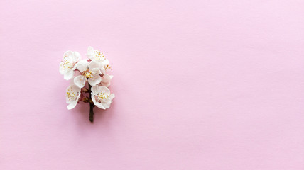 Bloom on pink background. Simple flat lay with pastel texture. Fashion eco concept. Stock photo.