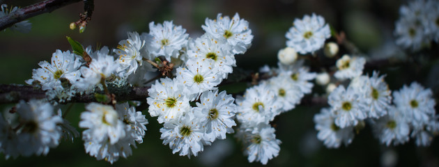 Pure white and delicate double flowers of blackthorn in bloom web banner. Flowers on small spiny branches in the spring garden in the sun