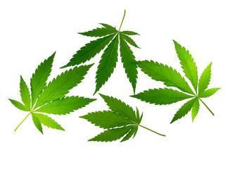 Four fresh green ripped Cannabis  leaves isolated on a white background
