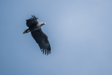 sea eagle flies in search of prey in the blue sky