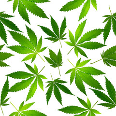 Seamless pattern made of fresh green ripped Cannabis  leaves isolated on a white background