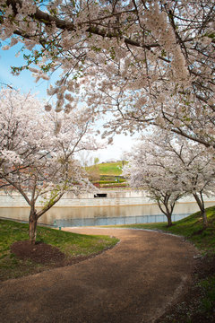 cherry blossoms in spring, Richmond VA