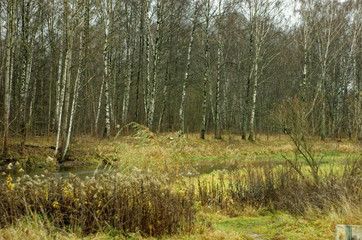 Bank of a small river in autumn, Moscow region