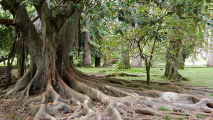 Fototapeta na wymiar Baum mit ausgeprägten freiliegenden Wurzeln, Park
