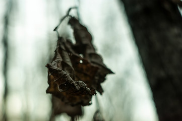 dry leaves on a branch in autumn, Russia