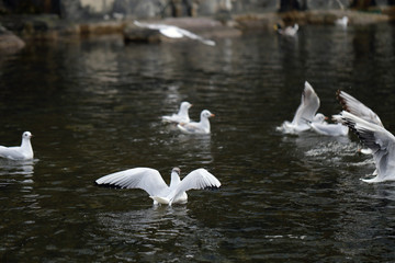 Huge amount of seagulls flying around on top of a river located in Z&uuml;rich, Switzerland. In this photo you can see multiple white birds flying and some swimming with dark water on the background.