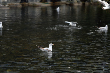 Huge amount of seagulls flying around on top of a river located in Zürich, Switzerland. In this photo you can see multiple white birds flying and some swimming with dark water on the background.