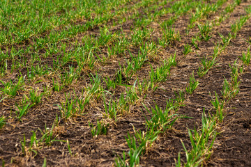 Rows of young wheat plants on a moist field with dark soil, vibrant colors