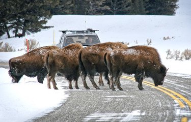 Bison block a road in Yellowstone National Park in winter