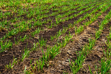 Rows of young wheat plants on a moist field with dark soil, vibrant colors
