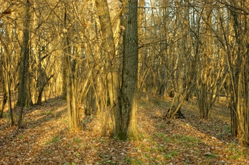 Fototapeta na wymiar autumn forest with fallen leaves, Russia
