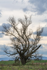 Fototapeta na wymiar Drzewo na tle pochmurnego nieba
