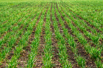 Fototapeta na wymiar Rows of young wheat plants on a moist field with dark soil, vibrant colors