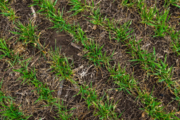 Rows of young wheat plants on a moist field with dark soil, vibrant colors