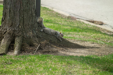 squirrel