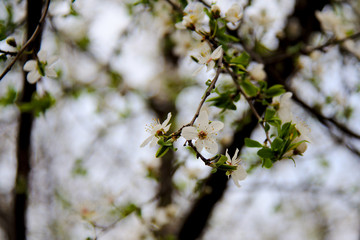 the flower in the spring 