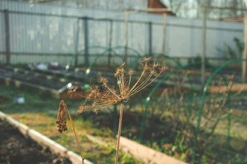 dill umbrellas in the garden in autumn, Russia