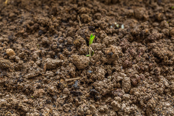 Little plant growing on soil with sunlight