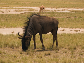 Obraz premium wildebeest in the savannah