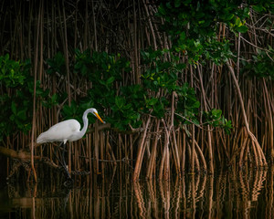 The bird and the mangrove
