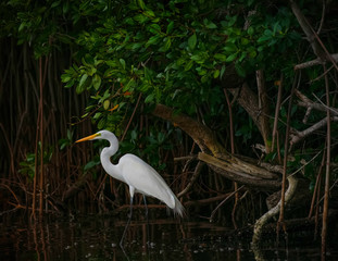 Protected by mangroves