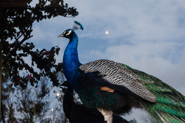 peacock and window