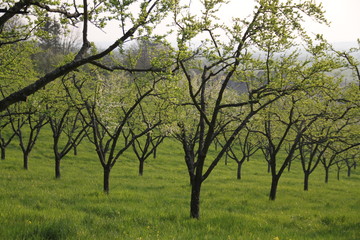 Mirabelle plums orchard flowering trees during springtime