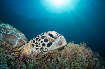 Fototapeta premium Tartaruga marina