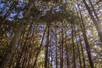 Fototapeta premium NATUREZA