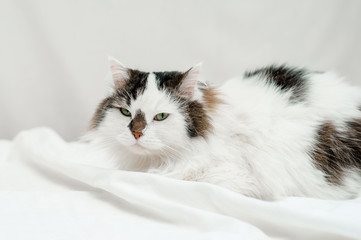 a two-color fluffy Siberian cat is lying on white bed linen