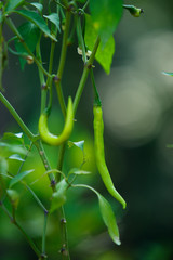  Green Chilli on beautiful blended background