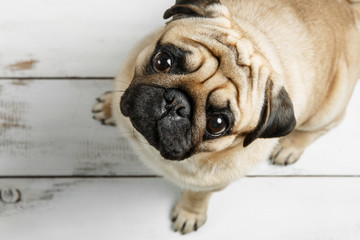 Cute pug dog is sitting on a white background. Sad pug dog top view. Pug dog with a sad look.