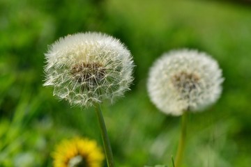 Dandelion seed head, U.K. Macro image of Spring wildflowers.
