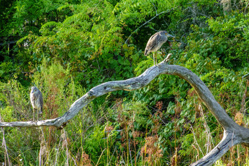 Juvenile Night Herons On an Old Branch