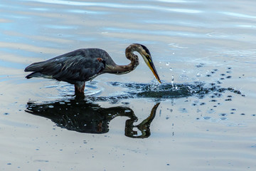 Tricolor Heron Fishing For Breakfast