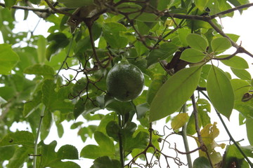 green passion fruit on tree