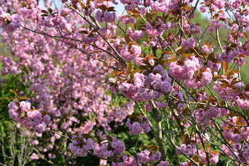Pink Cherry blosssom, Jersey, U.K. Spring flowering tree.