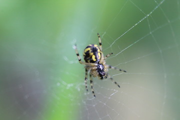 spider on the web