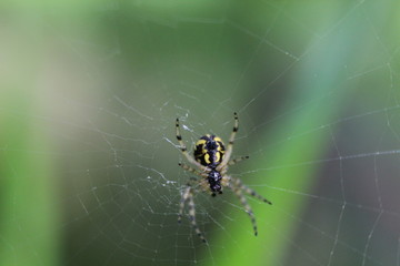 spider on web