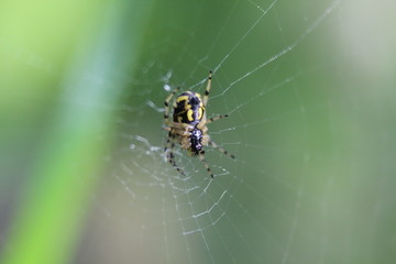 spider on the web