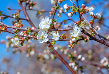 Beautiful blooming cherry tree branches with pink flowers growing in a garden. Spring nature background