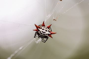 Macro of a crab spider - Florida wildlife - garden life