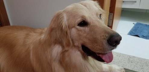 Adult Golden Retriver with tongue out
