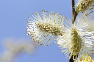 Blüte eines Palmkätzchens in Nahaufnahme