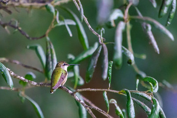 Ruby Throated Hummingbirds
