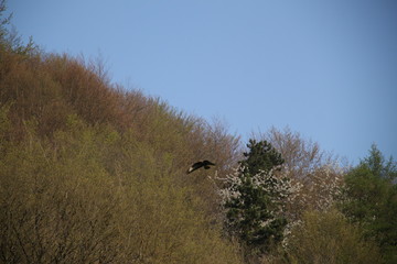 Common buzzard bird of pray flying in the blue sky 