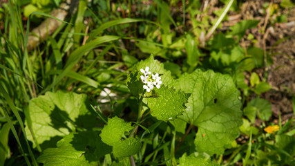 
Stem blossoms of wild Alliary