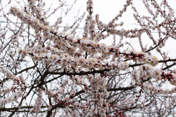 Apricot blossom