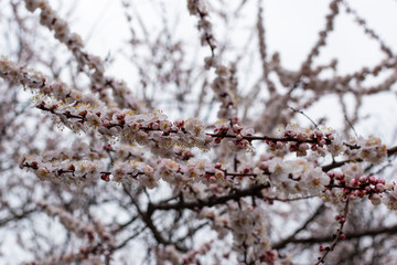 Apricot blossom