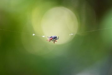 Tiny Crab spider on a web